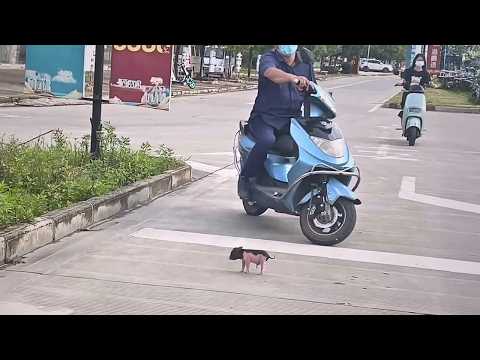 Видео: Потерявшийся поросёнок бродил по дороге, я взял её домой и заботился о ней с любовью.