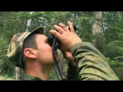 Видео: Беловежская пуща. Первозданный лес