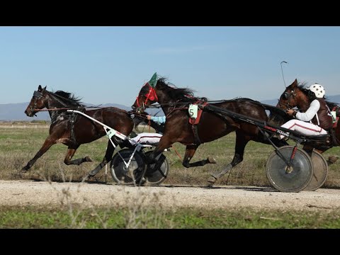 Видео: Купа на запрежчика 2025 – специална гара в последното за годината състезание с Рисиста порода