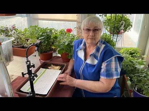 Видео: Сибирь. Посев лука Эксибишен на рассаду.