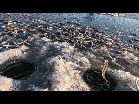 Видео: Корюшка (писуч), ловится ОТЛИЧНО!. Мочили писуча на блесна
