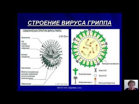 Видео: Возбудители бактериальных и вирусных инфекций (Бадлеева М.В.) - 7 лекция