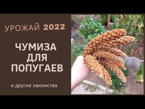 Видео: СОБИРАЕМ УРОЖАЙ ЧУМИЗЫ 2022 года. Другие бесплатные лакомства для попугая. Чем угостить попугая.