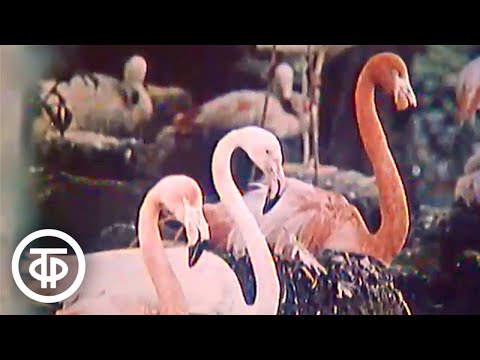 Видео: Общая биология. 9 класс. Микроэволюция (1981)