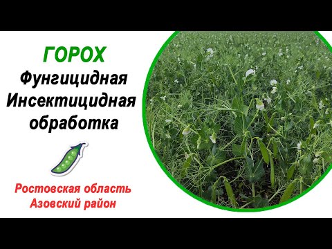 Видео: Горох Саламанка | Обработка от болезней и вредителей | 21.05.2024