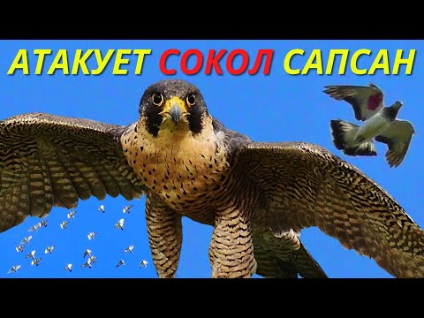 Видео: Воздушный бой Сокола Сапсана и Голубей / Aerial battle peregrine falcon and pigeons