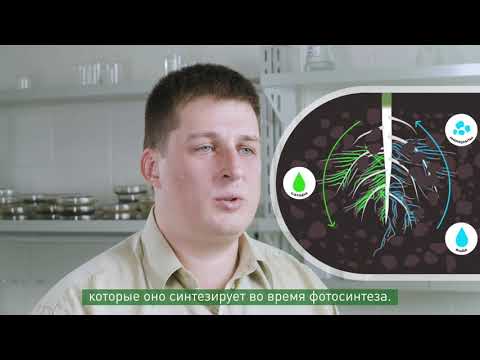 Видео: Микориза у культурных растений | О МИКРОБАХ ПРОСТО | Часть 3