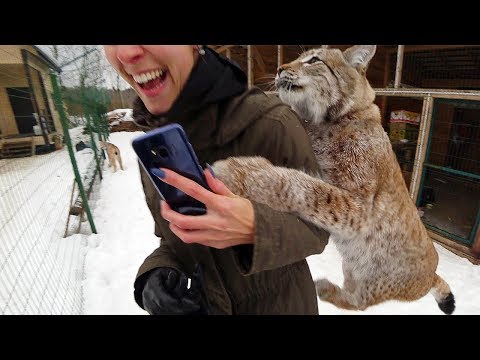 Видео: ГДЕ КУПИТЬ НАСТОЯЩУЮ РЫСЬ?