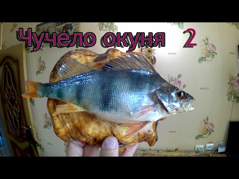 Видео: Чучело окуня - 2./Рыбалка Севера.