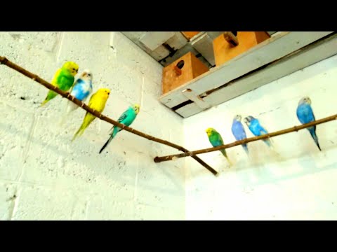 Видео: Кормление волнистых попугаев,волноваться не надо все сытые