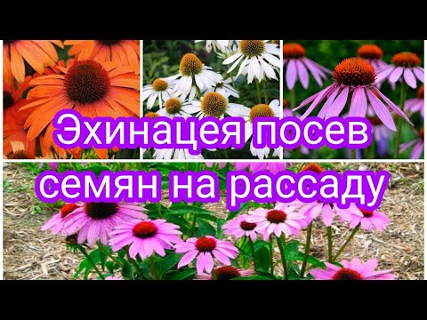 Видео: ЭХИНАЦЕЯ ПОСЕВ СЕМЯН НА РАССАДУ.