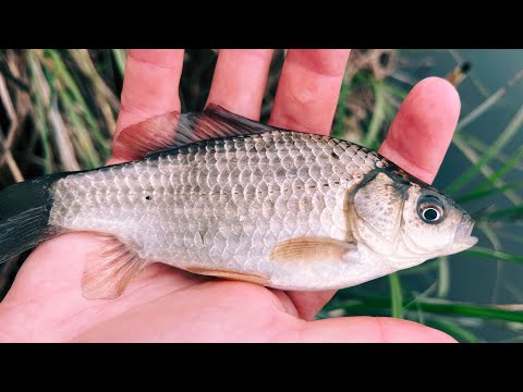 Видео: КАК ПОЙМАТЬ КАРАСЯ НА СПИННИНГ? Мормышинг весной на озере. Рыбалка на ультралайт.