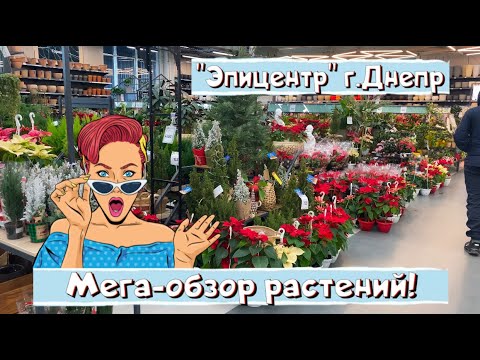 Видео: МЕГА-ОБЗОР РАСТЕНИЙ! Выбор нереальный! Шикарные цветы! Эпицентр г.Днепр.