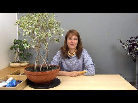 Видео: Круговое плетение фикуса Бенджамина (ч.3).