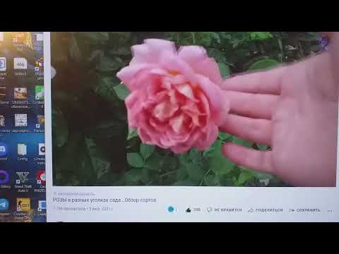 Видео: РОЗЫ и НЕДОБРЫЙ Миру Мир. Ответы на вопросы