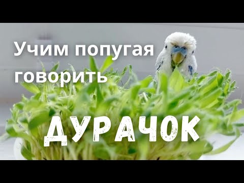 Видео: Учим попугая говорить "Дурачок"