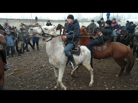 Видео: Беш-Бештеги КӨК КАЗЫК АТ сатууга чыкты  |  Учкун мал базары