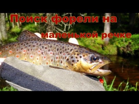 Видео: Форель на маленькой речке