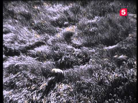 Видео: "Дорога домой", 2-я серия (заключительн). ЛенТВ, 1968 г.