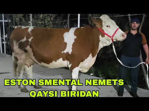 Видео: Buxoro arzonchisi Mizrobjon and Ashur akadan zo'rlaridan kutib oling 30 октября 2025 г.