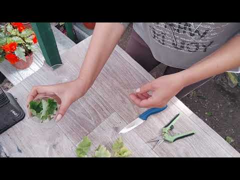 Видео: Укоренение черенков новинок 1 часть 17.06.2025