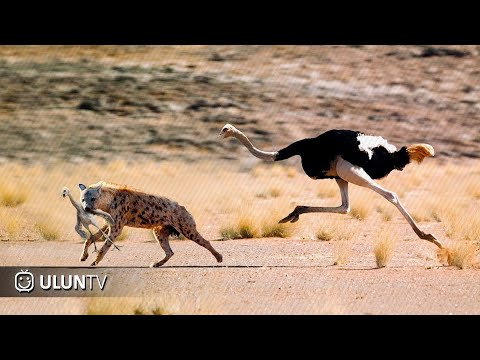 Видео: Гиена напала на страуса! Что случилось дальше...