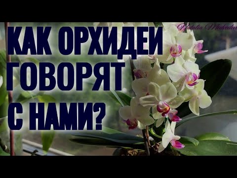 Видео: УЧИМСЯ ПОНИМАТЬ ОРХИДЕИ. ЧИТАЕМ по КОРНЯМ и ЛИСТЬЯМ. КАК ОРХИДЕИ РАЗГОВАРИВАЮТ С НАМИ? ПРАКТИКА!