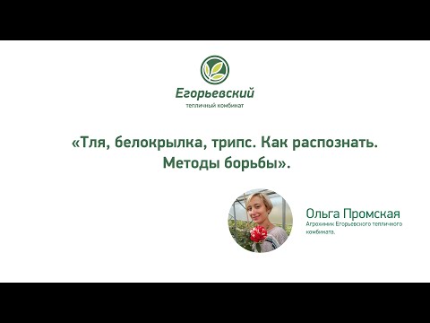 Видео: «Тля, белокрылка, трипс. Как распознать. Методы борьбы»