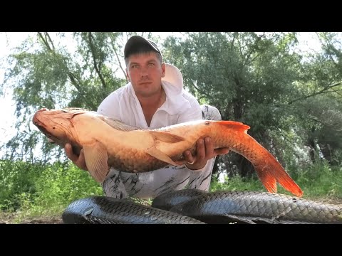 Видео: ДИКИЕ ЧУШКИ НА УТРЕННЕЙ ЗОРЬКЕ! РЫБАЛКА МЕЧТЫ!