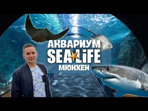 Видео: МОРСКАЯ ЖИЗНЬ Мюнхенский Аквариум