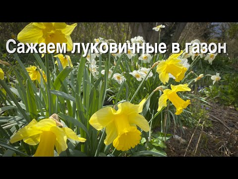 Видео: Vlog 190 - Как сажать луковичные растения в газон