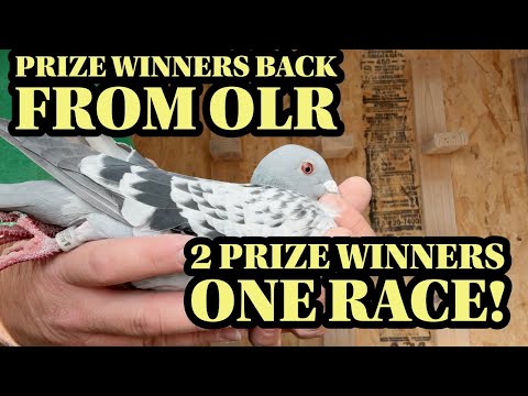 Видео: Гоночные голуби-победители вернулись с гонок на чердаке
