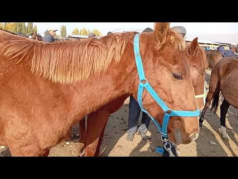 Видео: 19,10,25 жылкы бааларын көрө аласыздар 