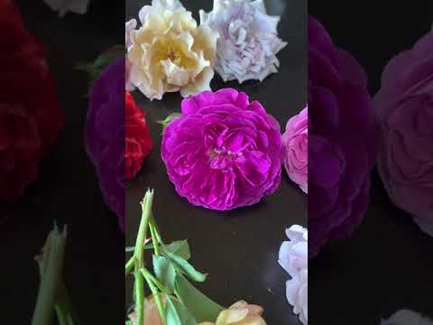 Видео: Питомник  maryroses.ru🌱обзор сортов редких роз