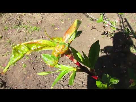 Видео: КУРЧАВОСТЬ.  КАК ЗАЩИТИТЬ ПЕРСИК.