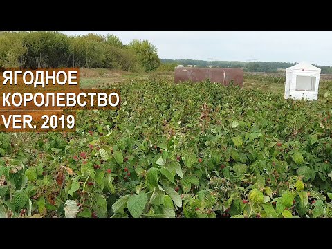 Видео: Питомник Ягодное королевство. Что нового в хозяйстве? Ver.2019