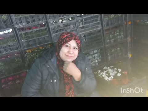 Видео: ТОШКЕНТ ЧОРСУ БОЗОР  АНАБЕЛЬ ГОРТЕНЗИЯ БОР ЭКАН🌺🌺🪷🪷🌹🌹🍀🪴🍀🍀🌿🌳🌳🌼🌼🌻🌻💐💐🌷🪻