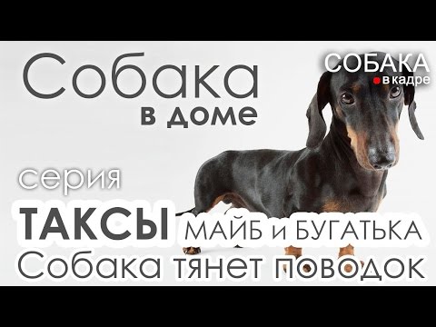 Видео: Такса. Собака тянет поводок. Собака в доме.