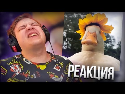 Видео: Пятёрка смотрит UNUSUAL MEMES COMPILATION V119 | Нарезка стрима ФУГА TV