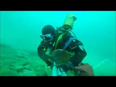 Видео: СБОР РАПАНА ! АЗБУКА ДАЙВЕРА РАПАНЩИКА!