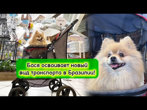 Видео: Бася осваивает новый вид транспорта в Бразилии!