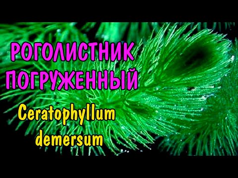 Видео: РОГОЛИСТНИК ПОГРУЖЕННЫЙ. Ceratophyllum demersum