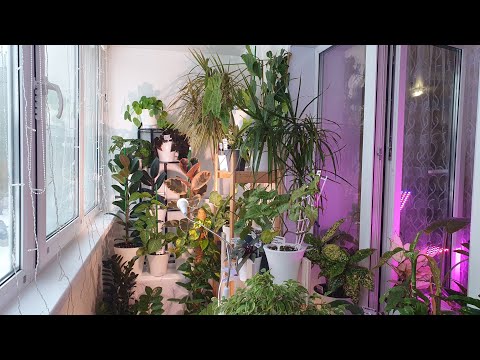 Видео: 16.12.2023 г Комнатные растения в моём доме/ Комнатные цветы в декабре на балконе