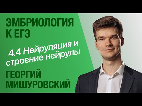 Видео: 4.4. Нейруляция. Строение нейрулы | Цитология к ЕГЭ | Георгий Мишуровский