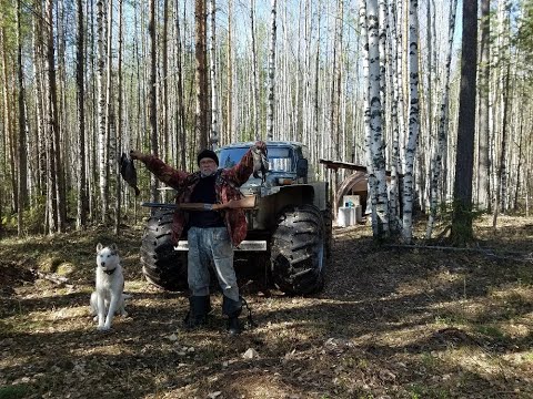 Видео: Охота с приданым.  Берёзовый сок.