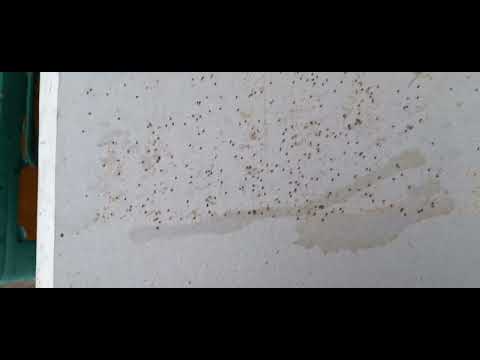 Видео: Кліщ варроа. Результат обробітку Апімітріном.