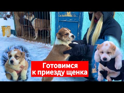 Видео: Щенки Алабая на продажу! Готовимся к приезду щенка
