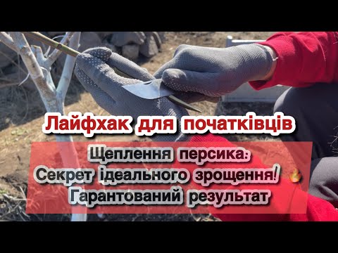Видео: Як правильно прищепити персик? 🌱 Прості кроки для 100% приживлення!"