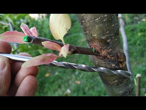 Видео: ПРИВИВКА ДРЕЛЬЮ по касательной  / Grafting trees with a drill