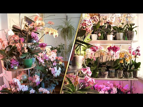 Видео: ОРХИДЕИ В ЛУЧАХ СОЛНЦА. НОВЫЕ РОСПУСКИ.